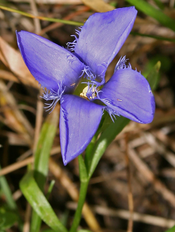 Gentianopsis ciliata