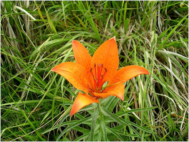 Giglio di San Giovanni (Lilium bulbiferum)