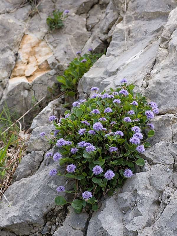 Globularia incanescens