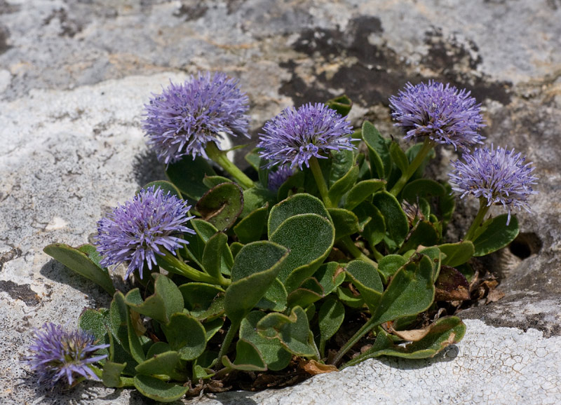 Globularia incanescens