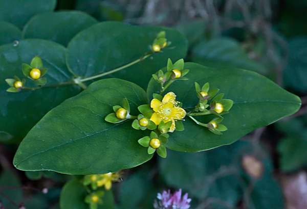 Hypericum androsaemum