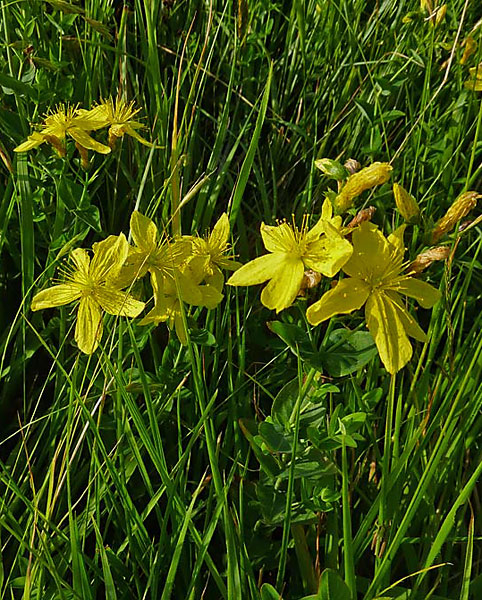 Hypericum richeri