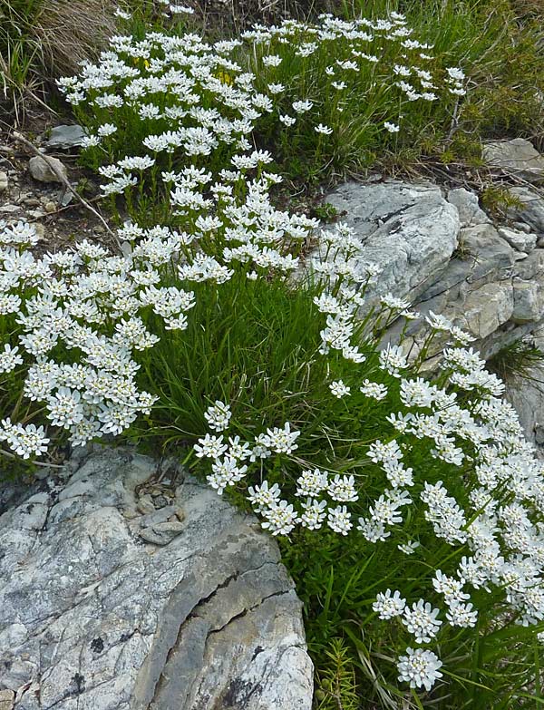 Iberide sempreverde (Iberis sempervirens)