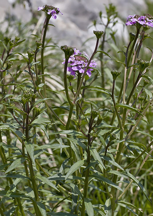 Iberide a ombrella (Iberis umbellata)