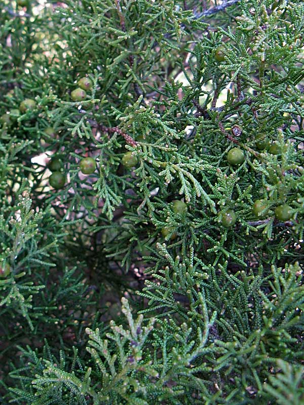 Juniperus phoenicea