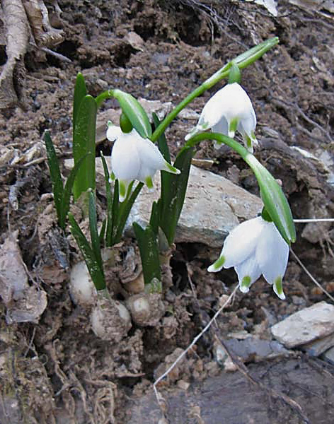 Leucojum vernum (Campanelle comuni)