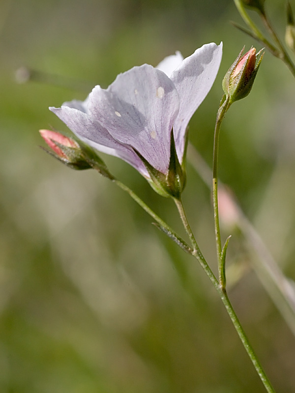 Linum tenuifolium
