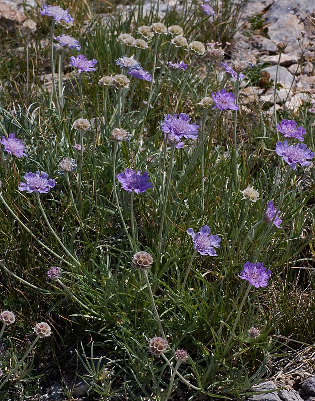 Vedovina strisciante (Lomelosia graminifolia)