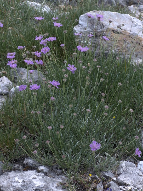 Lomelosia graminifolia
