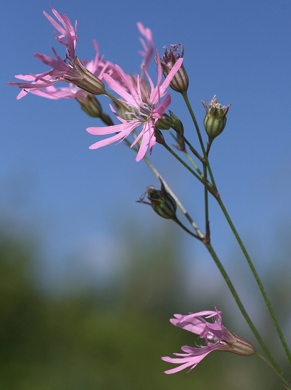 Lychnis flos-cuculi