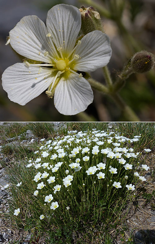 Minuartia capillare (Minuartia capillacea)