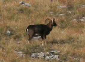 Muflone maschio alle pendici della Pania della Croce presso Foce di Valli (fotografato dal sentiero 131)