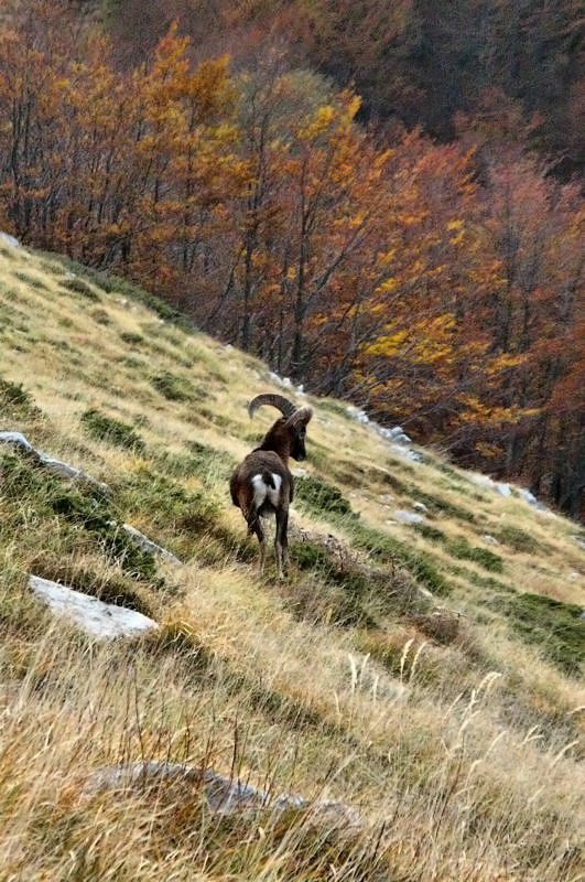 Muflone fotografato nei pressi di Mosceta.