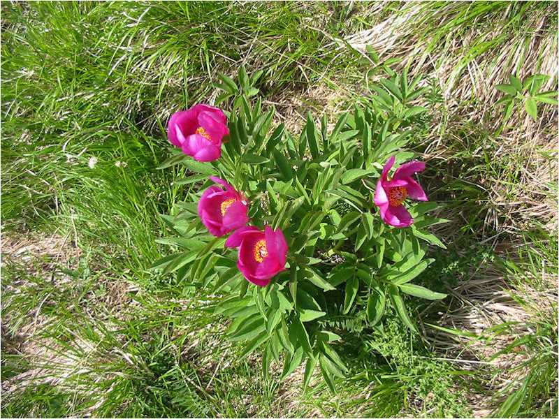 Peonia selvatica (Paeonia officinalis)