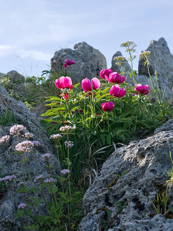 Paeonia officinalis