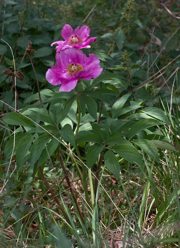 Peonia selvatica (Paeonia officinalis)