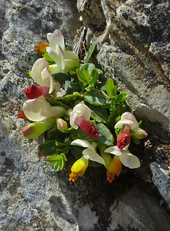 Polygala (Polygala chamaebuxus)