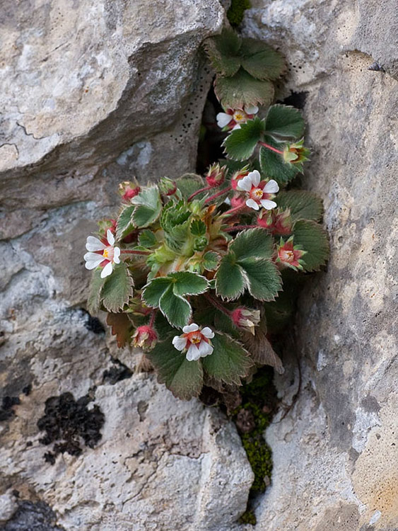 Fragola secca (Potentilla micrantha)