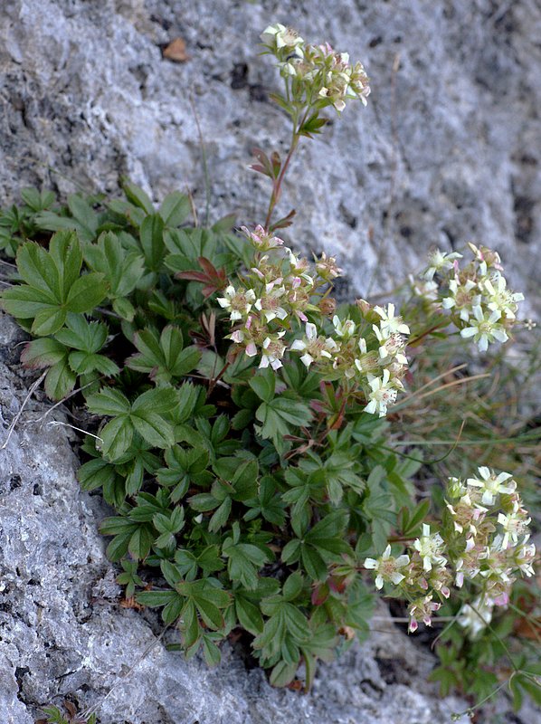 Cinquefoglie penzola (Potentilla caulescens)