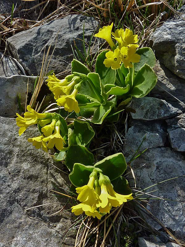 Primula orecchia d'orso (Primula auricula)
