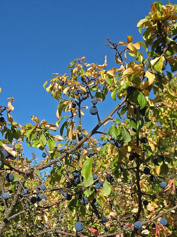 Prunus spinosa