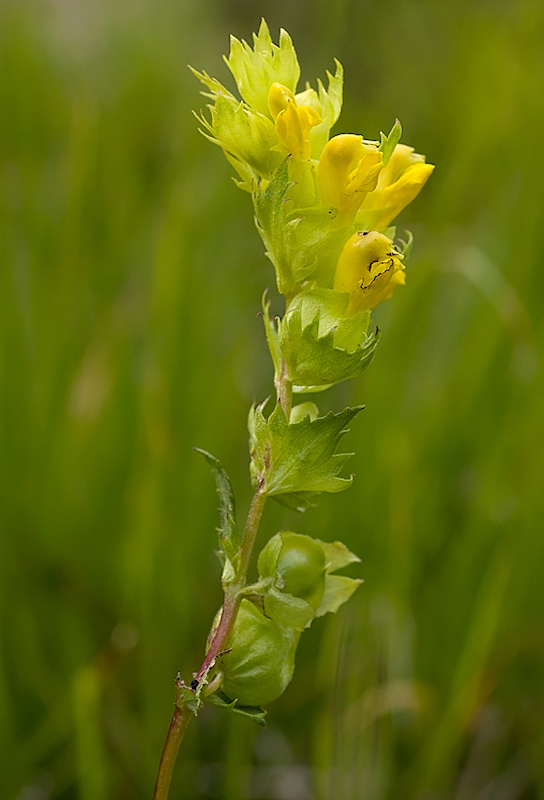 Cresta di gallo apuana (Rhinanthus apuanus)