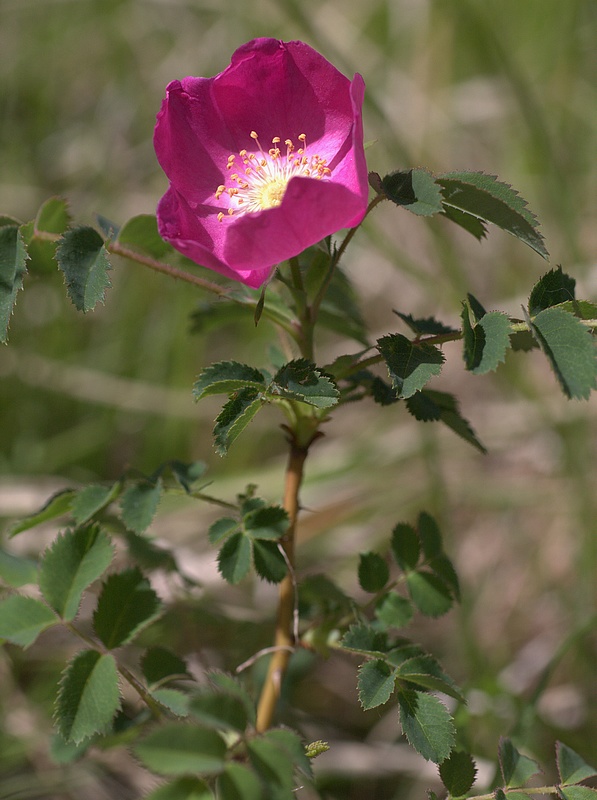 Rosa pendulina (Rosa alpina)