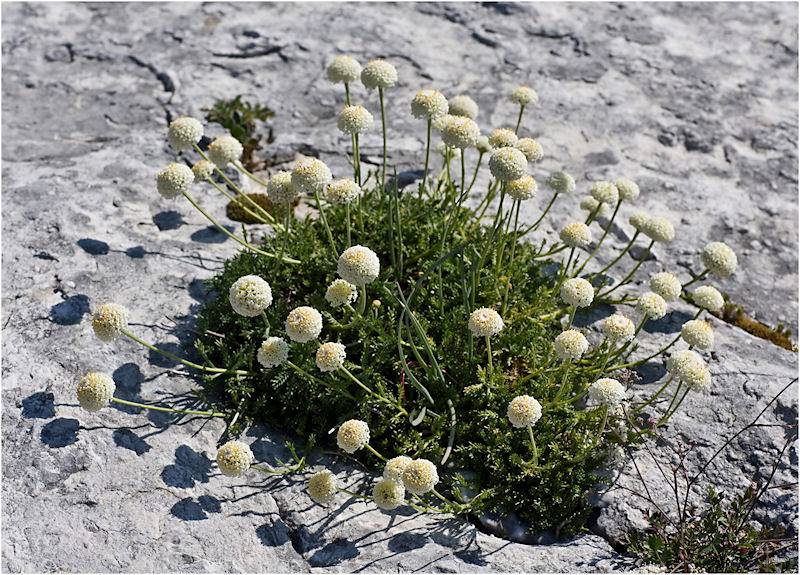Santolina apuana (Santolina leucantha)