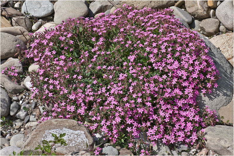 Saponaria rossa (Saponaria ocymoides)