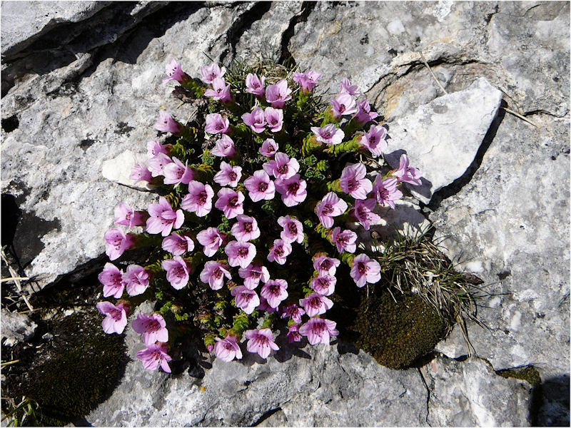 Erba di San Giuseppe (Saxifraga latina)