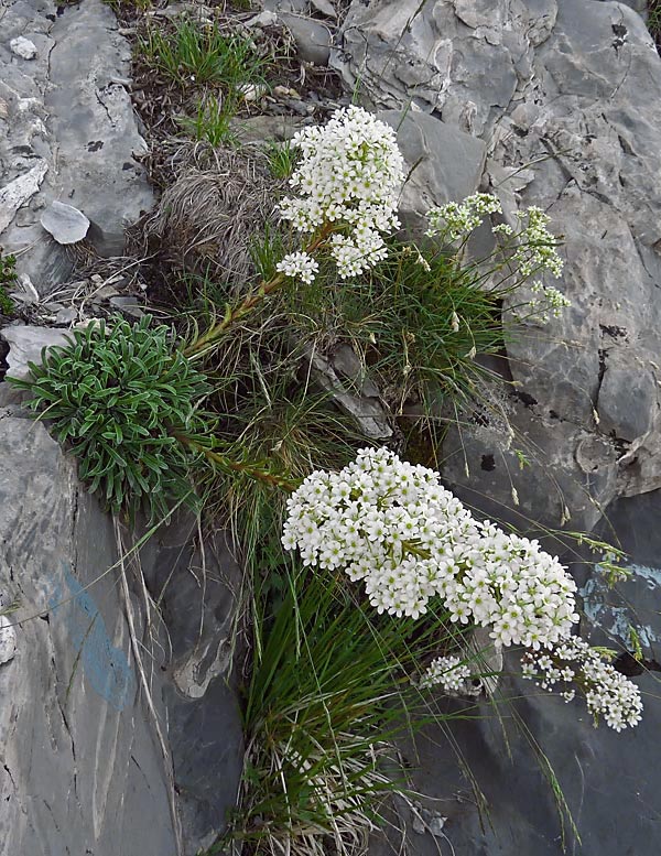 Sassifraga meridionale (Saxifraga lingulata)