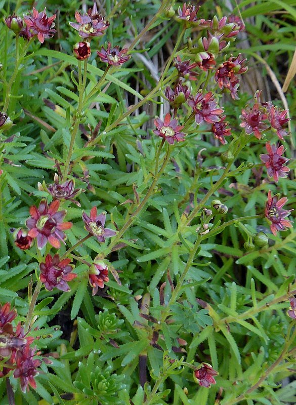 Saxifraga aizoides (Sassifraga autunnale)