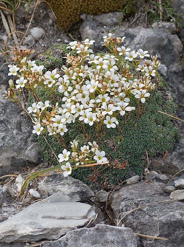 Sassifraga verdazzurra (Saxifraga caesia)