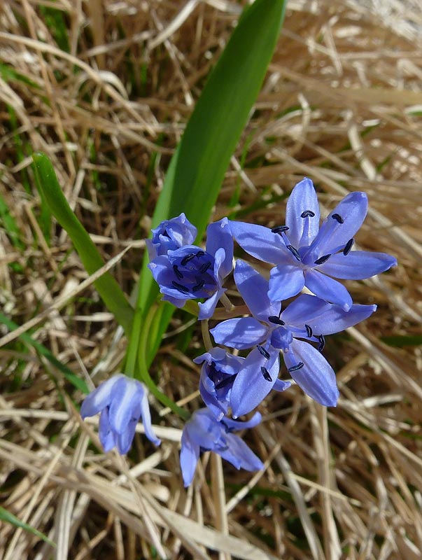 Scilla silvestre (Scilla bifolia)