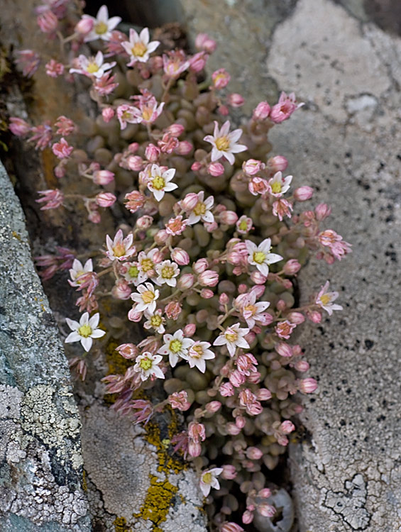 Borracina cinerea (Sedum dasyphyllum)
