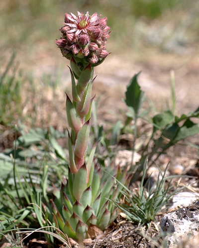 sempervivum tectorum