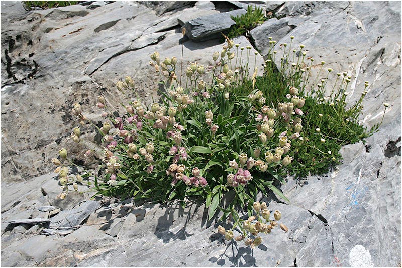 Silene lanosa (Silene lanuginosa)