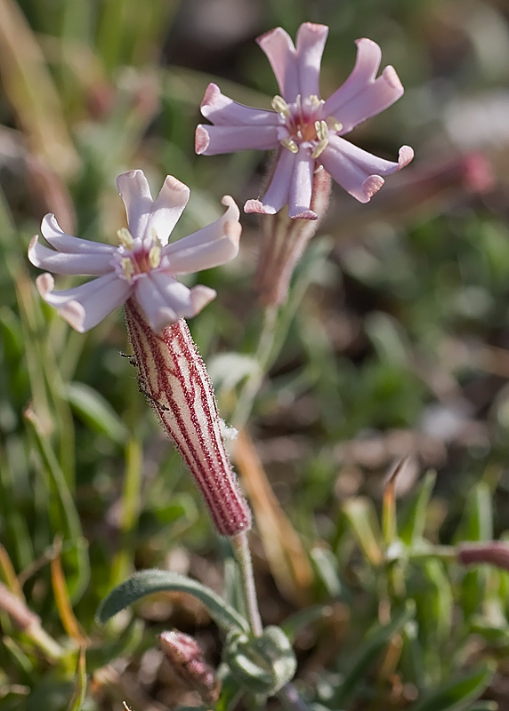Silene delle Apuane (Silene pichiana)