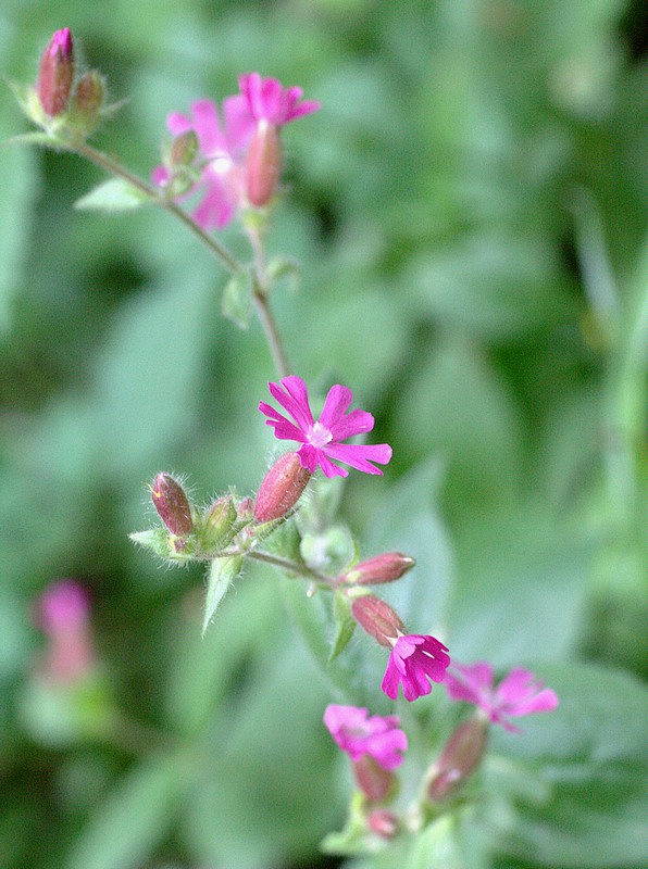 Silene dioica (Licnide)