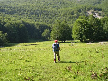 nel padule: a sinistra la fioritura di eriophorum latifolium , tra gli alberi pascolano spesso cavalli allo stato brado.