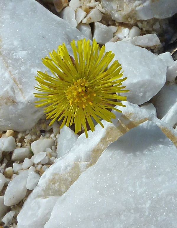 Tussilago farfara (Tussilaggine)