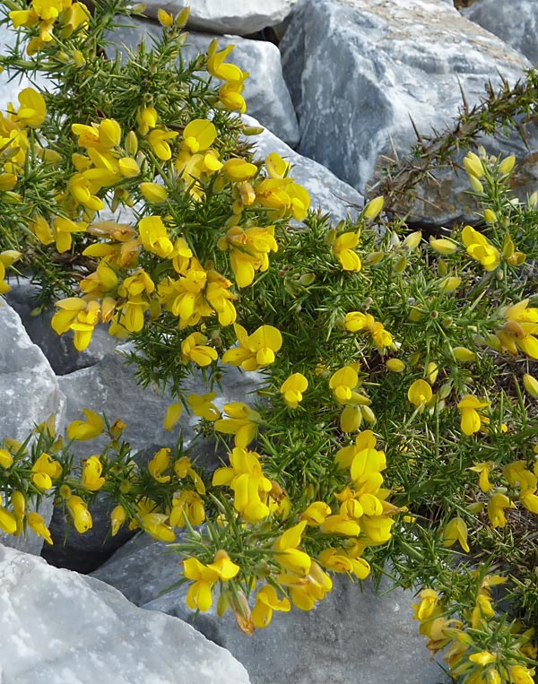 Ginestrone (Ulex europaeus)