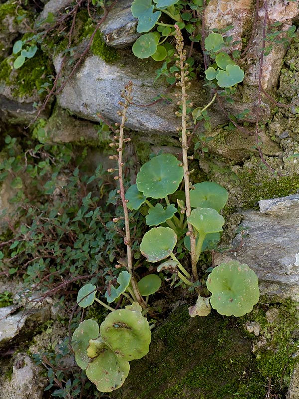 Umbilicus rupestris (Ombelico di Venere)