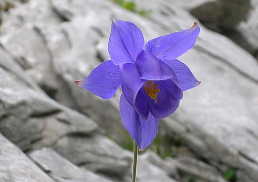 Aquilegia Bertolonii - foto scattata alle pendici del Naso