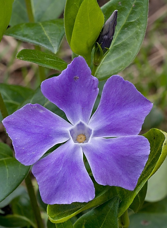 Vinca major (Pervinca maggiore)