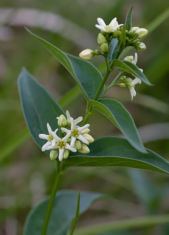 Vincetossico (Vincetoxicum hirundinaria)