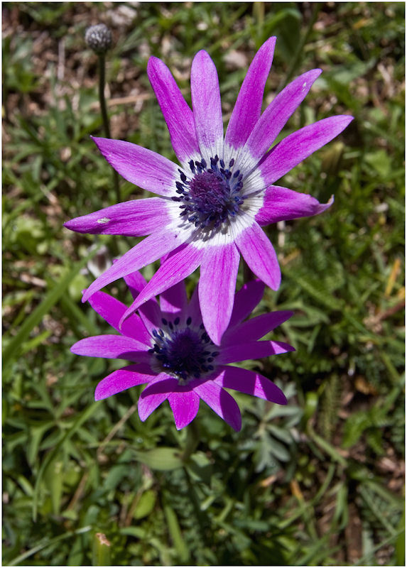 Anemone hortensis (Anemone stellata)