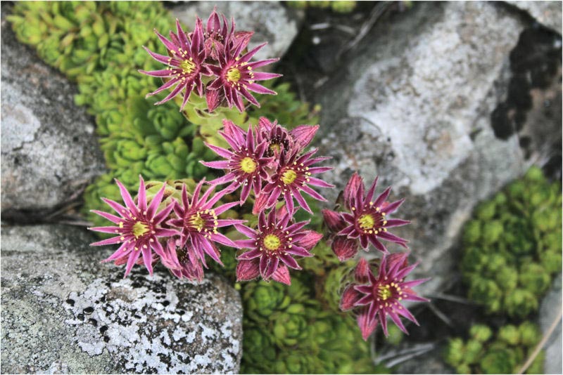 Semprevivo montano (Sempervivum montanum)