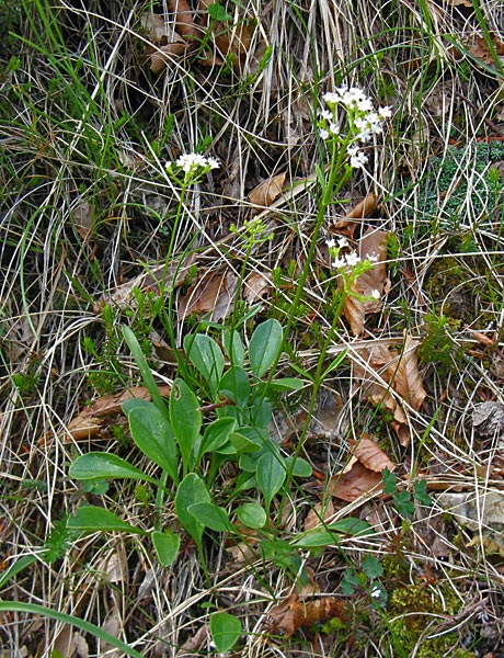 Valeriana delel rupi (Valeriana saxatilis)