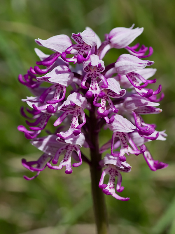 Cura Delle Orchidee In Appartamento Cura Delle Orchidee In Appartamento
